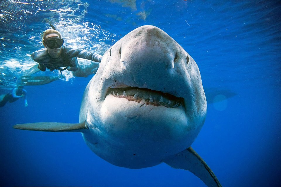 Deep Blue, 20ft long and weighing 2.5 tons, filmed with divers on Mexico's Pacific coast