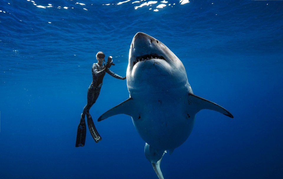 Experts say the shark could be as big as world record holder Deep Blue