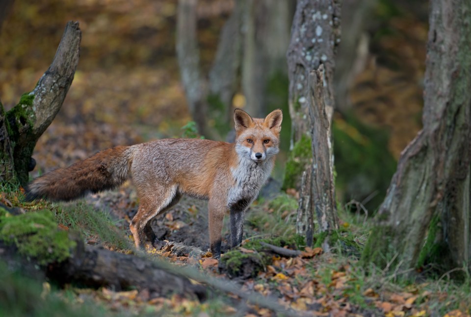 Female foxes scream and make other loud noises during mating - while the males will scream at each other to mark their territory