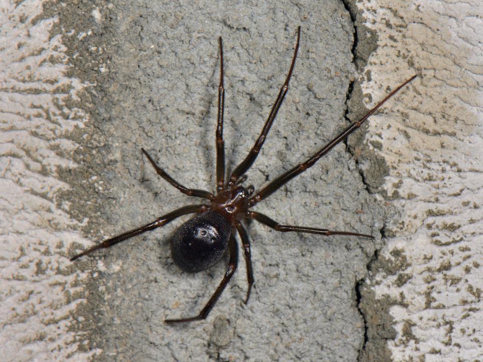 False widows can deliver a painful bite - although in most cases it's no more serious than a wasp sting