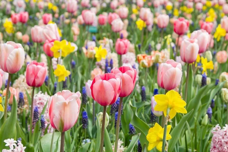 Do you know when to deadhead your tulips? Expert gardener Polly Wilkinson has shared her top tips