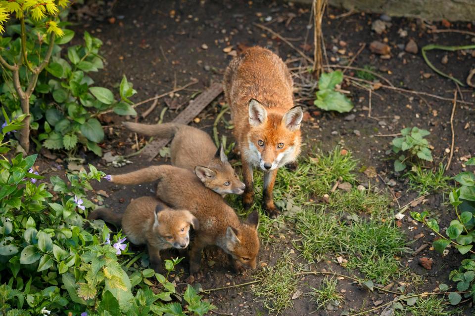 Steve Wilcox - who has lived in the area since 1987 - said he has been left exhausted by the night-time shrieks let off by the creatures