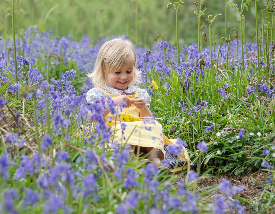 Aria Bevington, two, sits among a sea of bluebells near Wimborne in Dorset