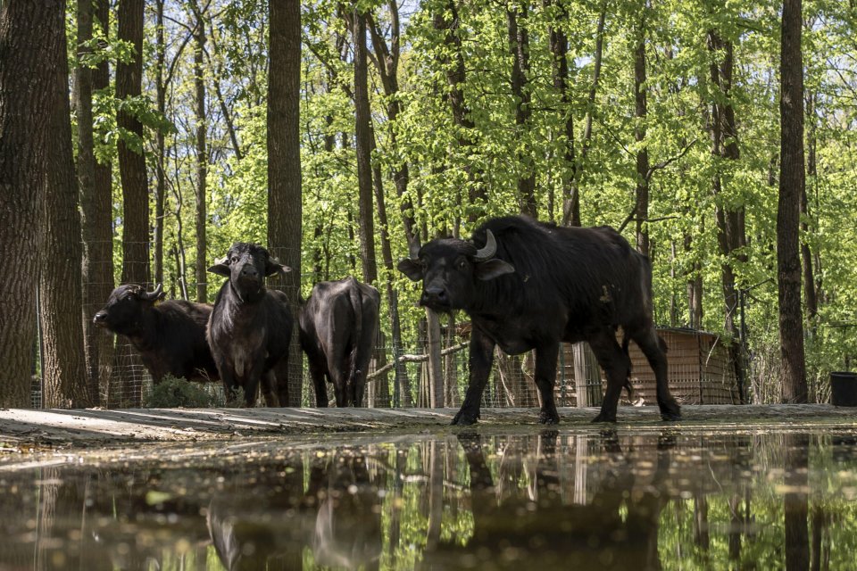 The young Dennis was only helping his parents move Buffalo in the war ravaged park