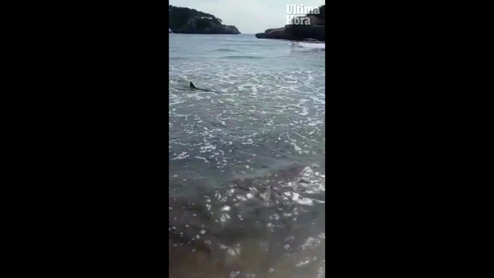 The shark eventually circled back into deeper waters without incident