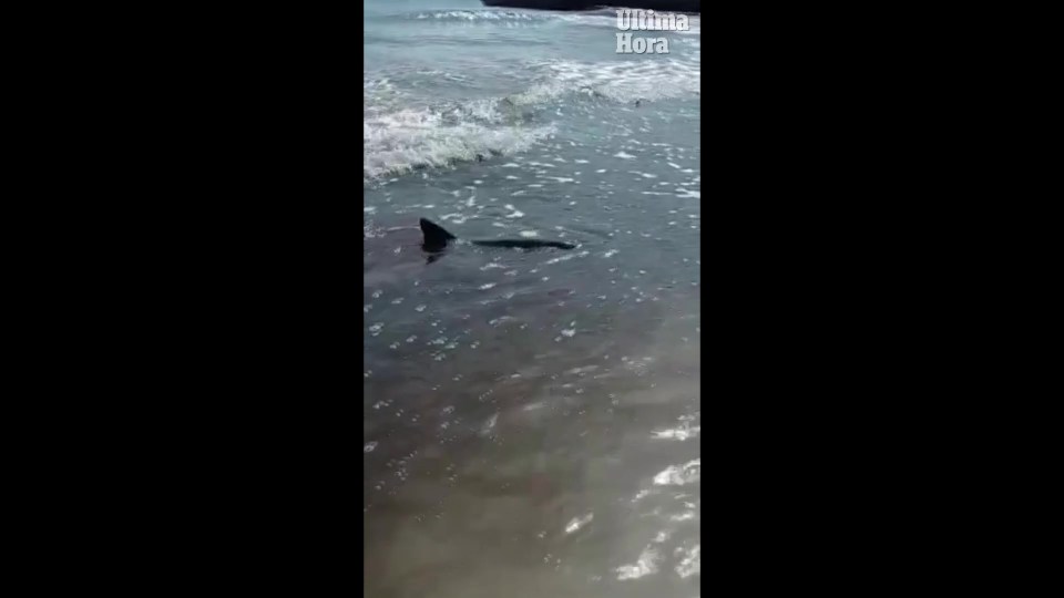 The huge shark circled closer and closer to shore