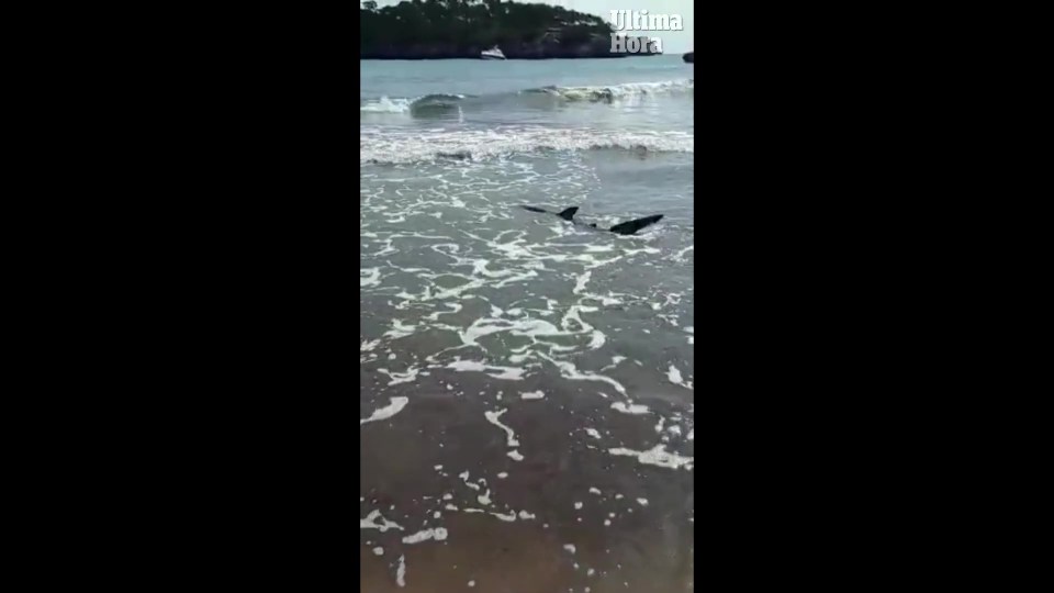 The lifeguard warned people to stay out of the water with the shark’s fins visible