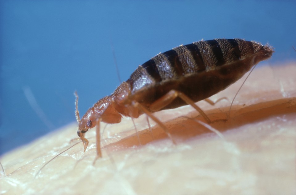 Bed bugs are more attracted to dirty clothes than to clean clothes