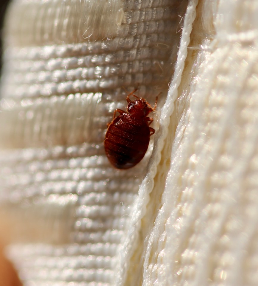 Bed bugs like to hide in the corner folds of mattresses