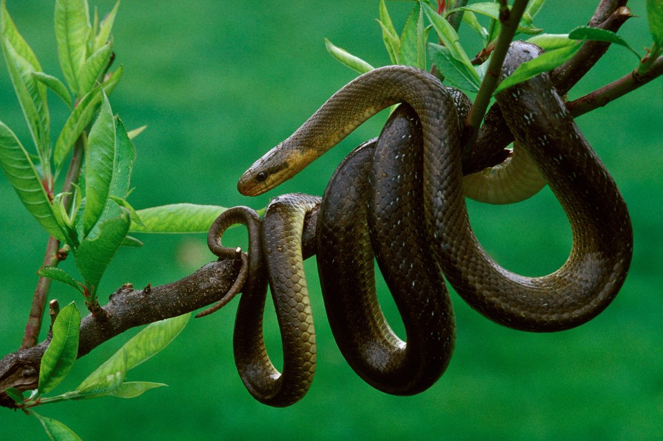 The Aesculapian snake is breeding rapidly in the wild