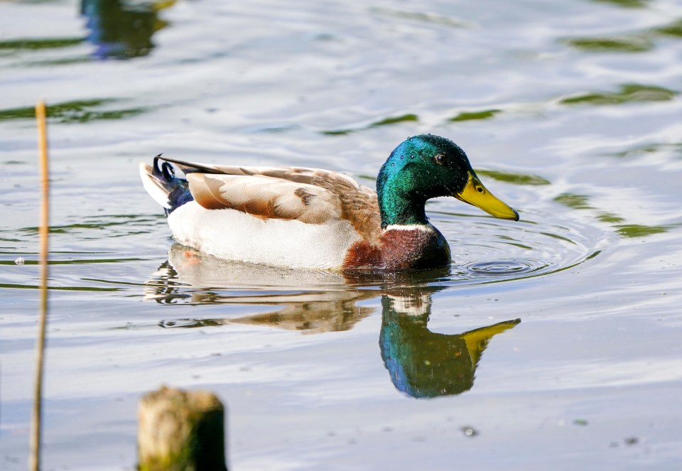 Visitors to Priory Park in Reigate, Surrey, are urged to feed ducks with only wholemeal or granary bread