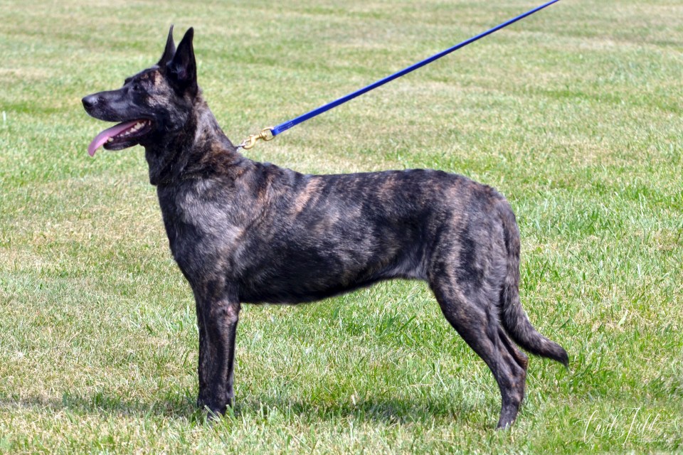 A Dutch shepherd or Herder dog, which is the breed that attacked a three-year-old toddler