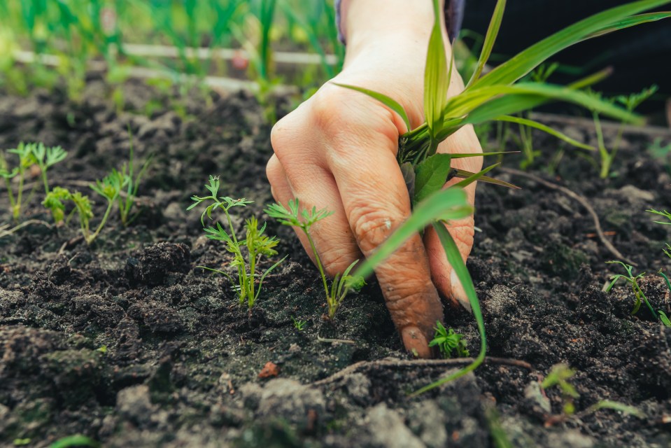 You don't have to break your back trying to pull out weeds, it turns out