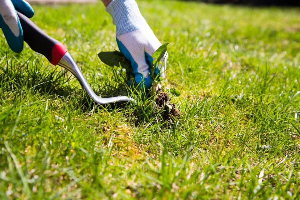 Getting rid of weeds is never a fun task