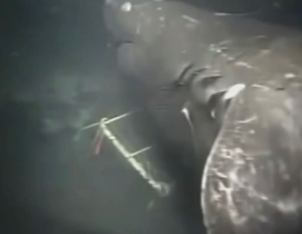 Footage has reignited a debate over whether megalodons still exist