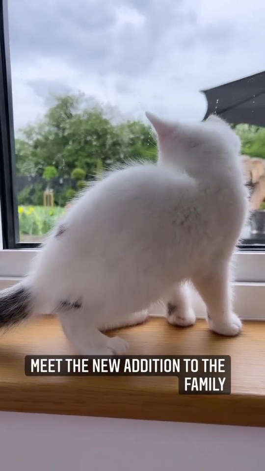 The kitten appeared blissfully happy playing on the windowsill