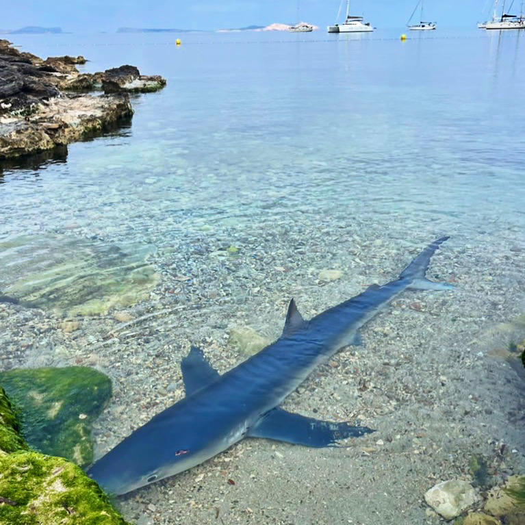 A blue shark was spotted on Monday swimming in Cala des Moro, a cove in the urban area of the party resort of San Antonio