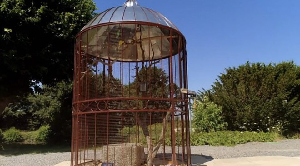 Eagle-eyed fans spotted that their bird cages were missing