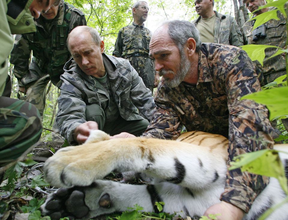 2008: Vladimir Putin checks a satellite tracker collar on a Siberian tiger