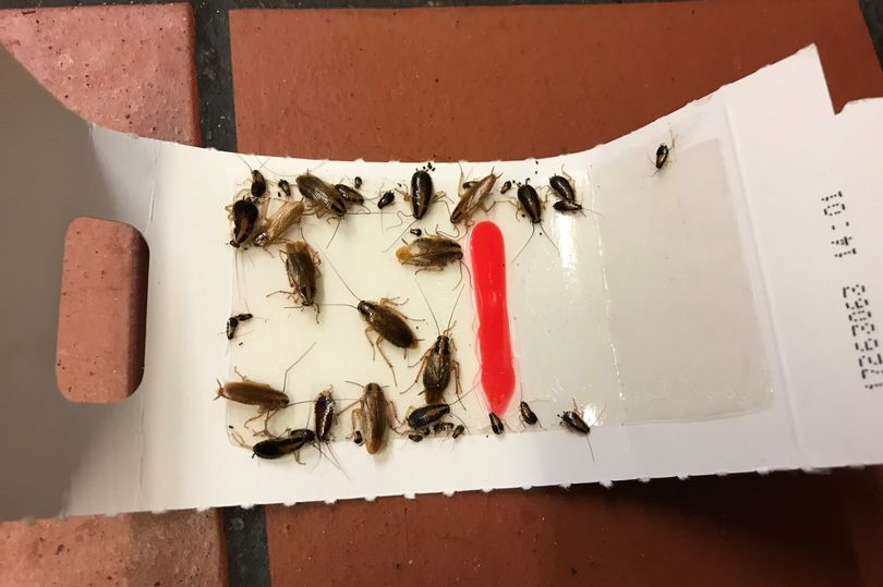 Inspectors say they found cockroaches on the serving counter of the Master Chef takewawy in Failsworth