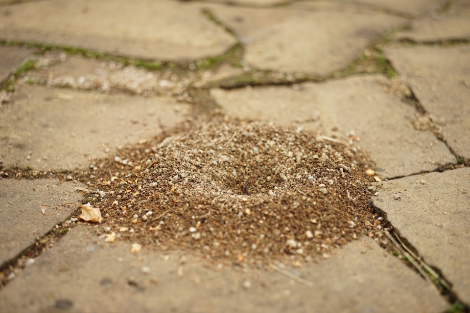 A nest of ants on a pavement