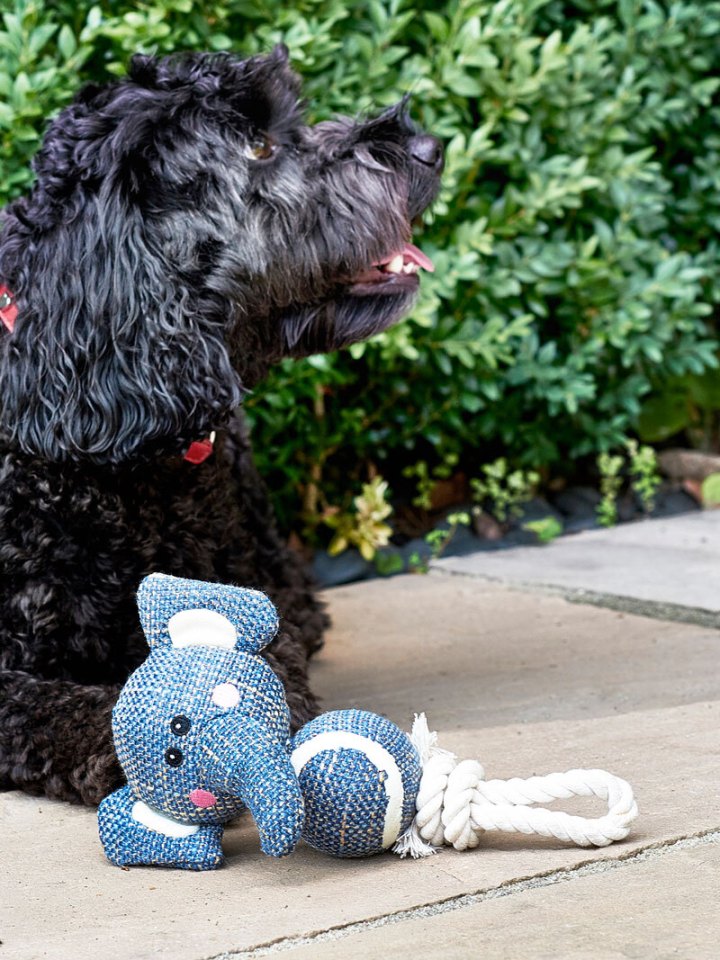 CHUMBO… Elephant Dog Toy, £6