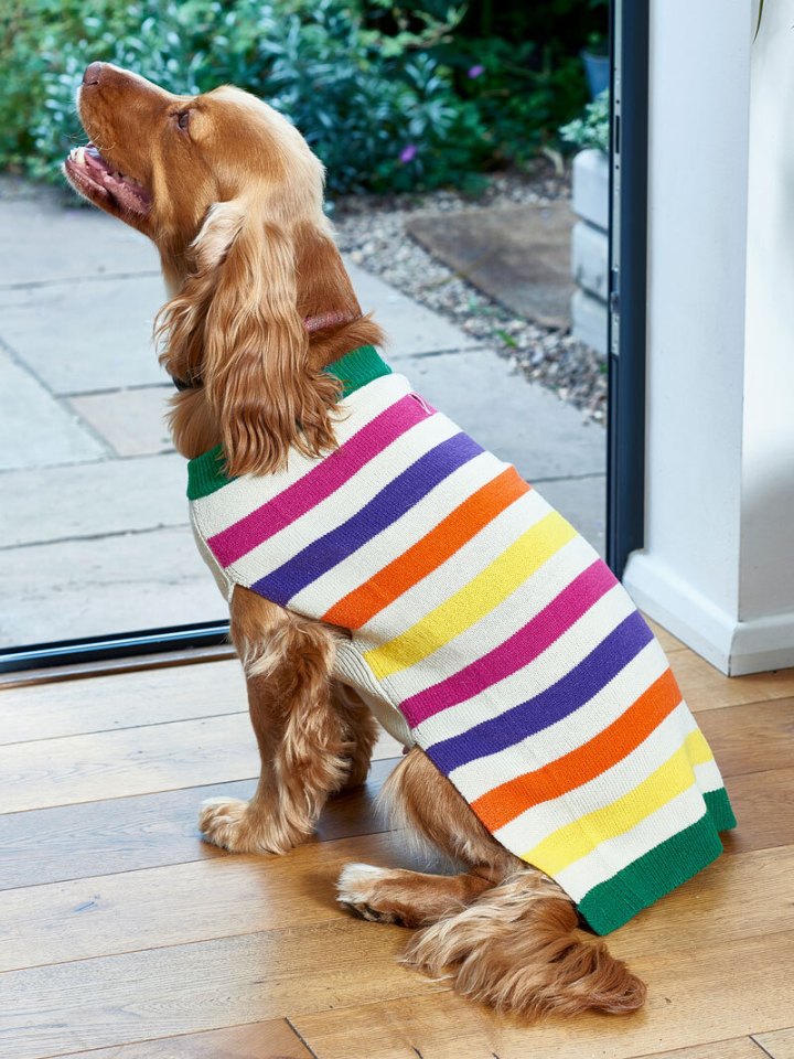 FURRY STYLISH… Stripe Dog Jumper, £8-£16