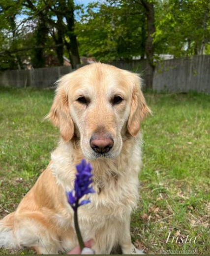 Faye and Teddy revealed their gorgeous pooch Trista