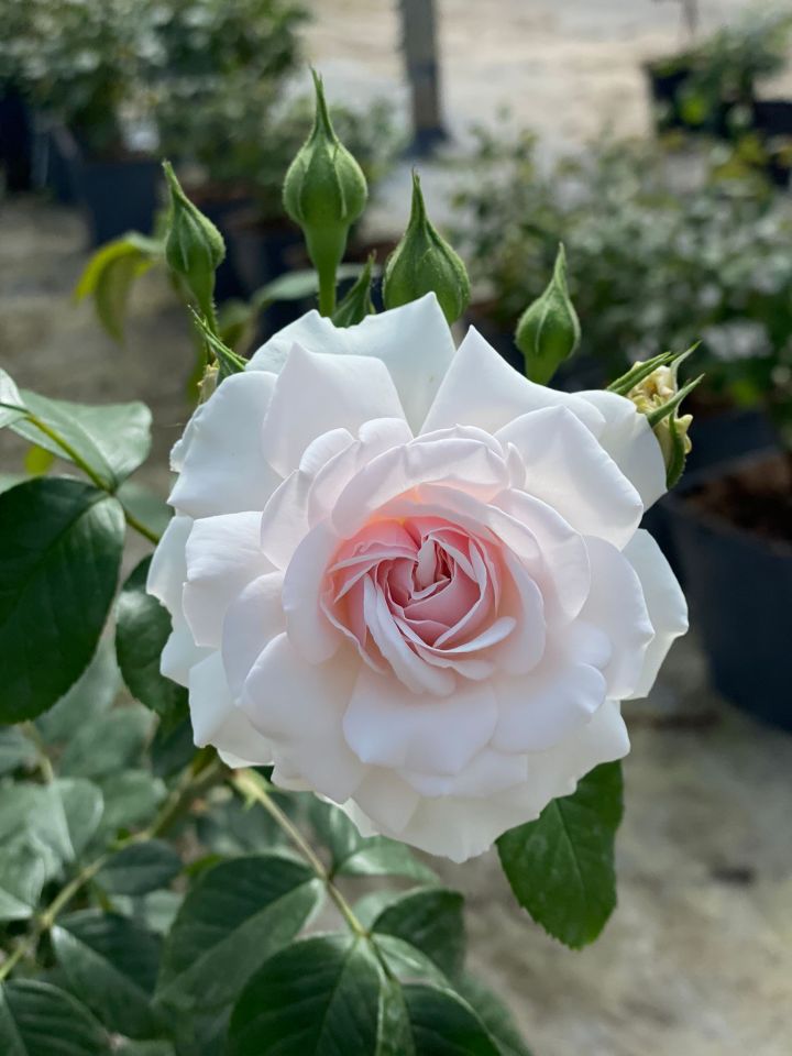 The Dame Deborah James rose, a stunning bloom for the inspiring mum