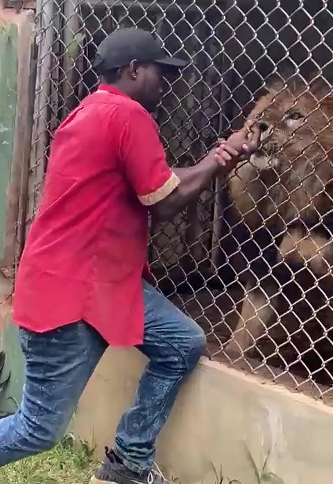 It all goes wrong with the lion bites down