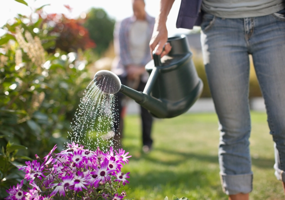 Opt for hardy plants that don't require maintenance