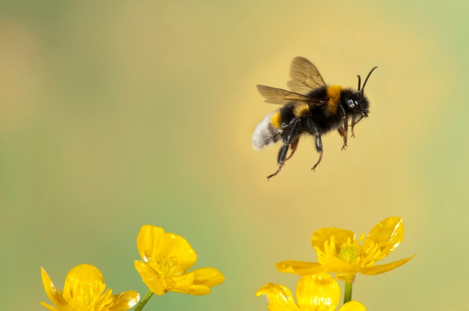 Bumble bees will not sting you if you do not threaten them