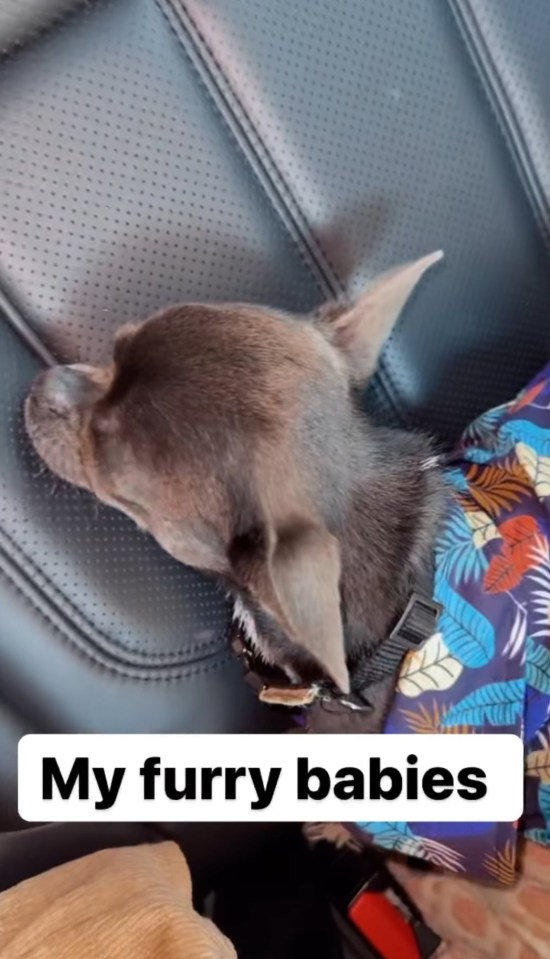 She filmed her "fur babies" as they travelled in the car