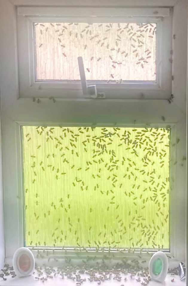 An infestation of 30,000 bees are terrorising residents in a block of council-owned flats