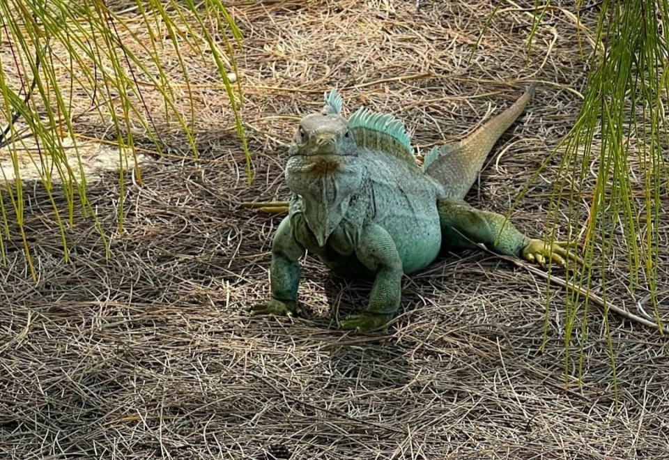 The Premier League pair visited the reptiles on the Turks & Caicos Islands