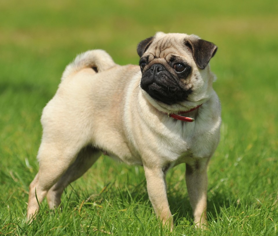 Pugs are amongst the top seven breeds most at risk of heatstroke amid Britain's heatwave