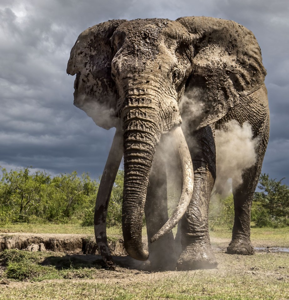 Pro photographer Clint Ralph took the snaps at Amboseli National Park, Kenya