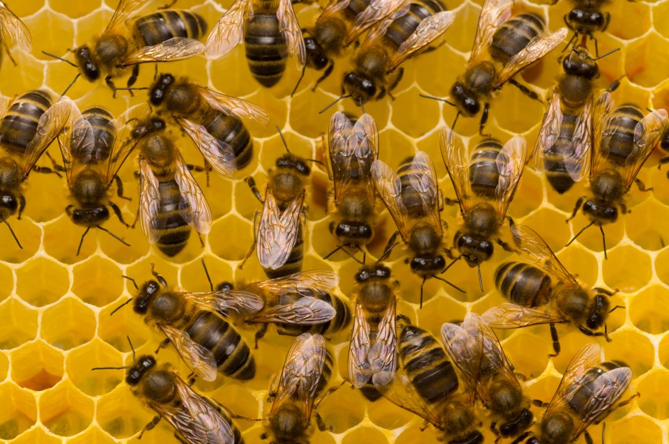 The honeybees are endangered and so can't be exterminated