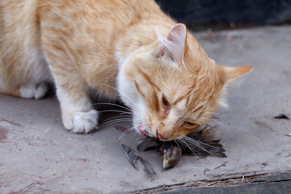 Conservationists want to slap cats with a curfew to protect vulnerable wildlife