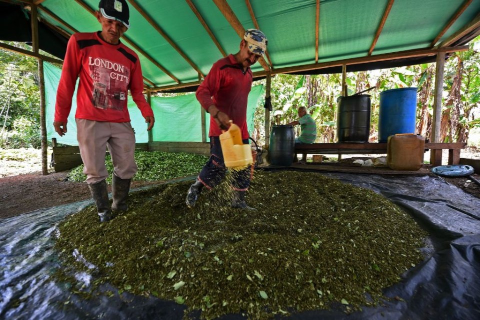 Colombia’s coca farms are the first step in the process of making cocaine