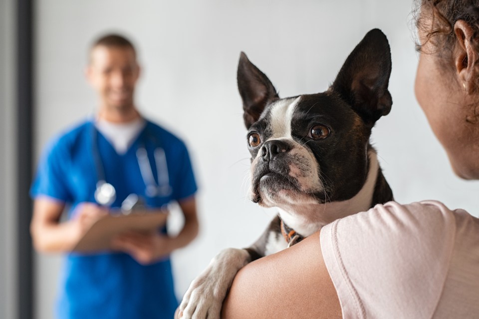 Boston Terriers have flat faces and are therefore candidates for heatstroke