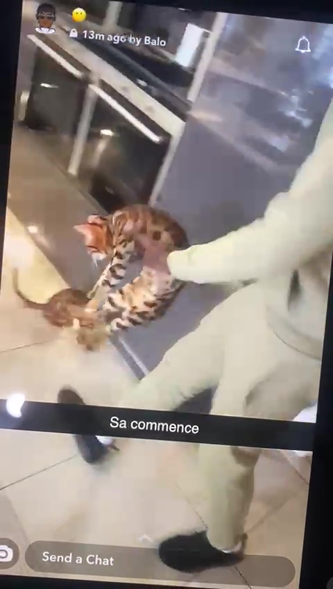 Kurt Zouma kicking and slapping a cat