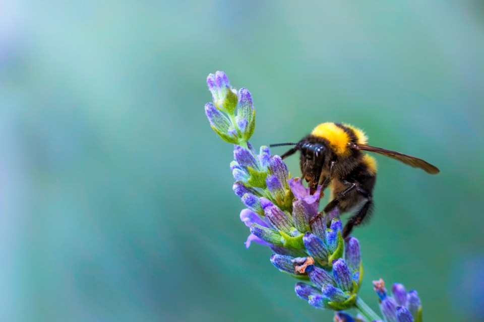 A study has found that while 66 percent of Brits are worried about the decline of bees, one in three don't know why they are important