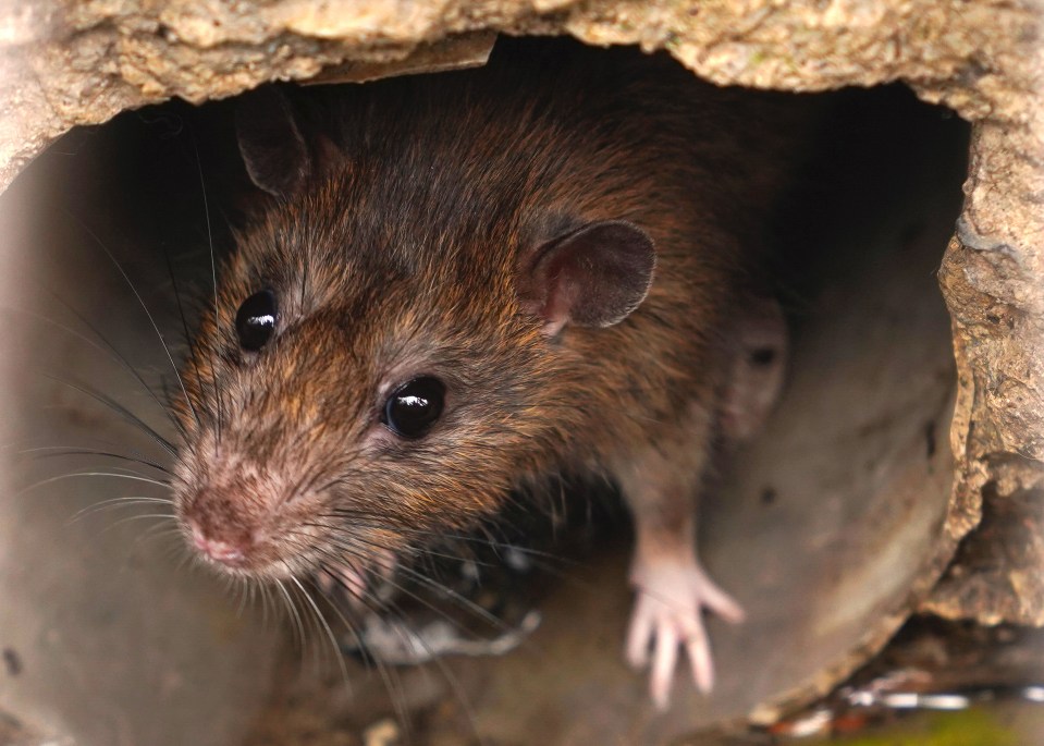 Experts warn to rat-proof your home as numbers get out of hand