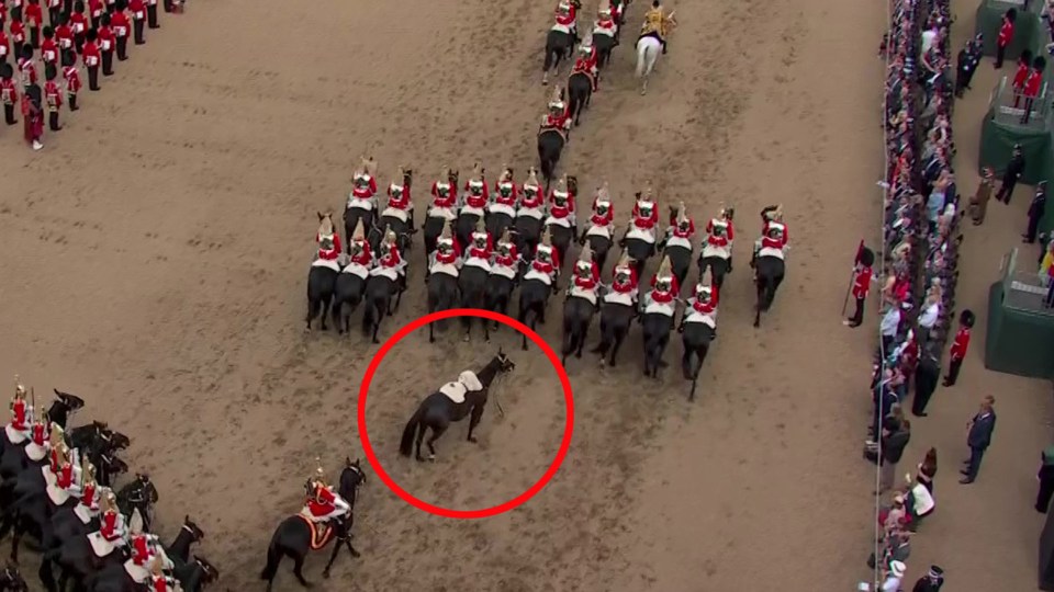 The horse was seen on its own without a rider