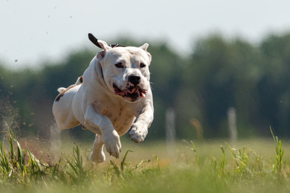 The dog owner is said to have set one of his dogs on the cyclist following a confrontation