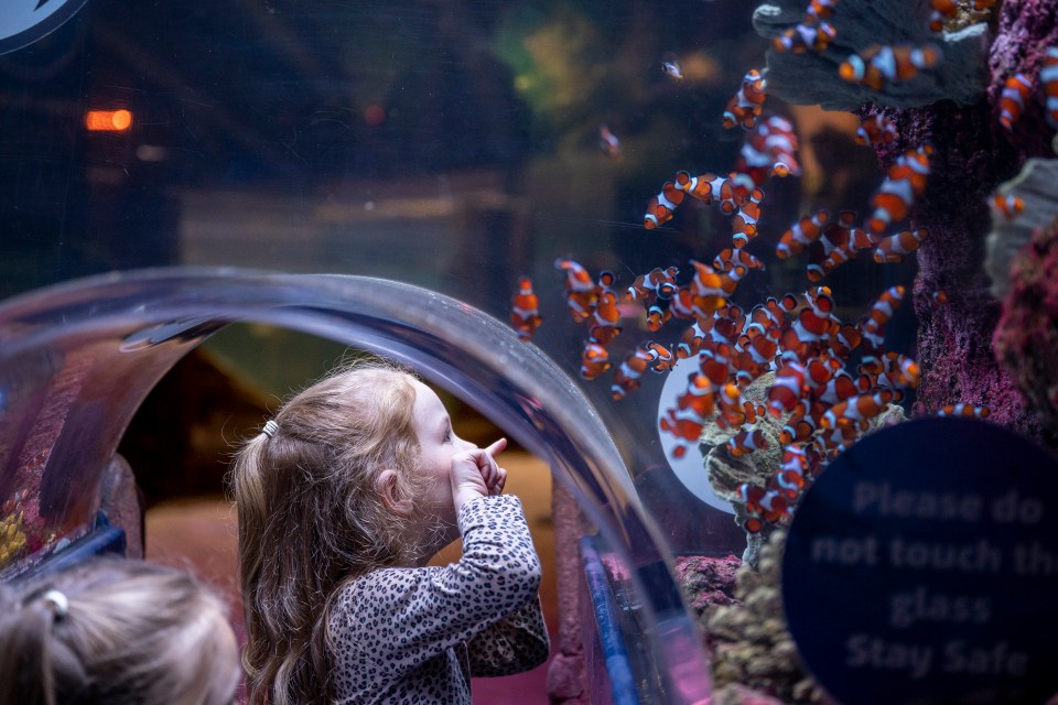 Watch fish at the Sea Life Centre