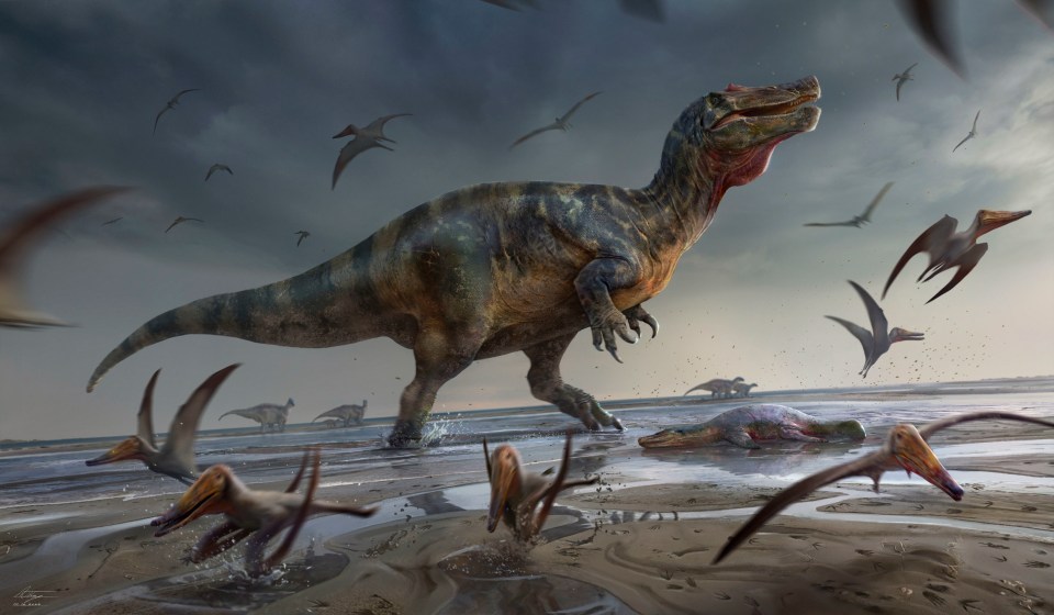 Scientists have found a crocodile-headed dinosaur on the Isle of Wight, nicknamed the White Rock spinosaurid