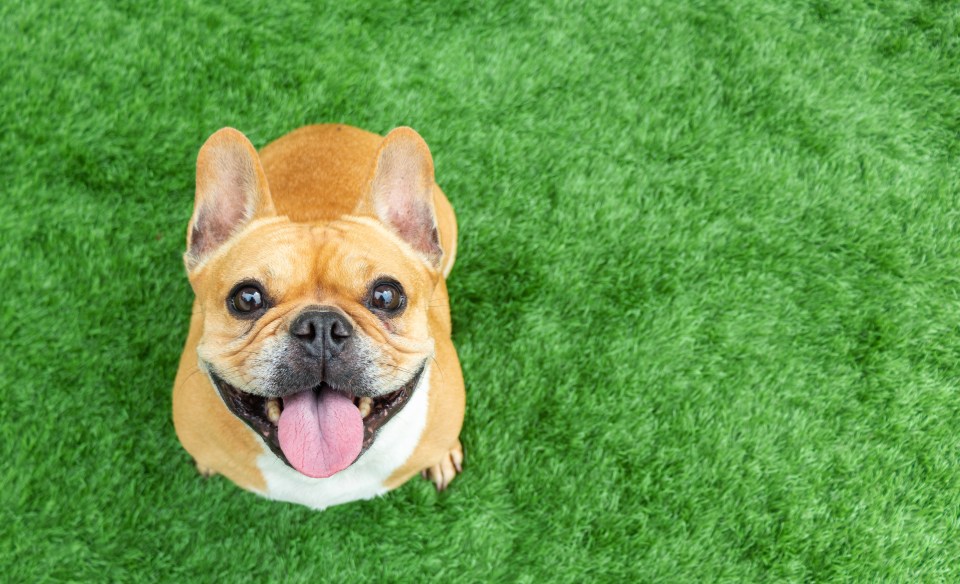 French bulldogs are also on the list of most at risk