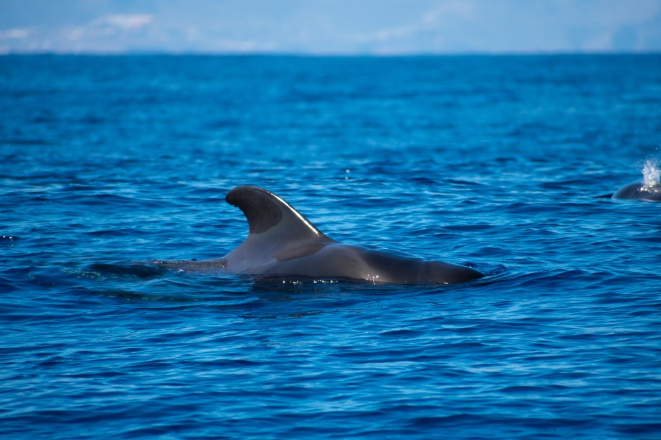 You have a good chance of seeing dolphins out in the Atlantic Ocean